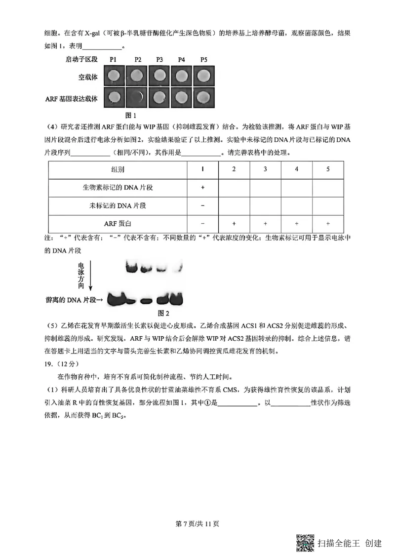 2026北京丰台高三一模生物试题及答案_2024-2026高三（6-6月题库）_2026年04月高三试卷_2604182026北京丰台高三一模（全科）
