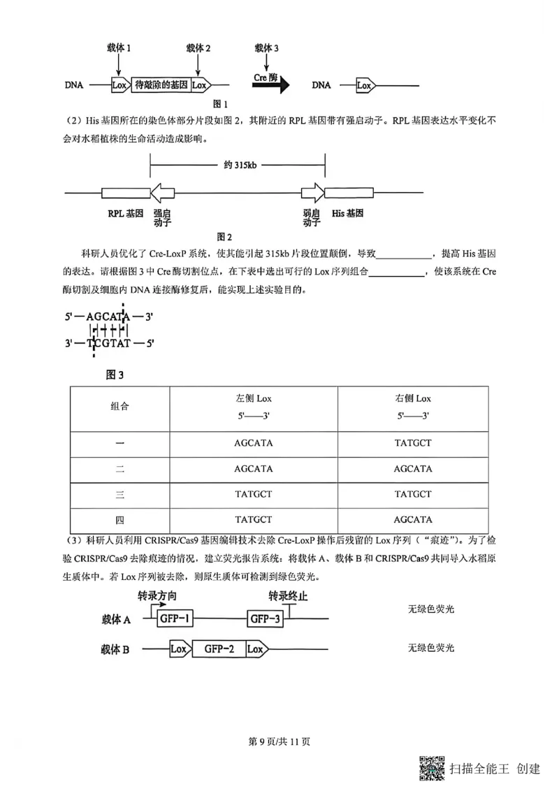 2026北京丰台高三一模生物试题及答案_2024-2026高三（6-6月题库）_2026年04月高三试卷_2604182026北京丰台高三一模（全科）