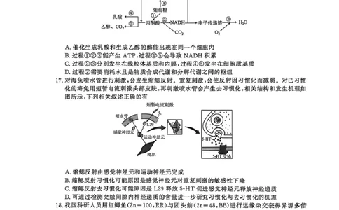 2026届江苏省南京市、盐城市高三一模生物卷（含答案）_2024-2026高三（6-6月题库）_2026年03月高三试卷_2603282026届江苏省南京市、盐城市高三一模（全科）