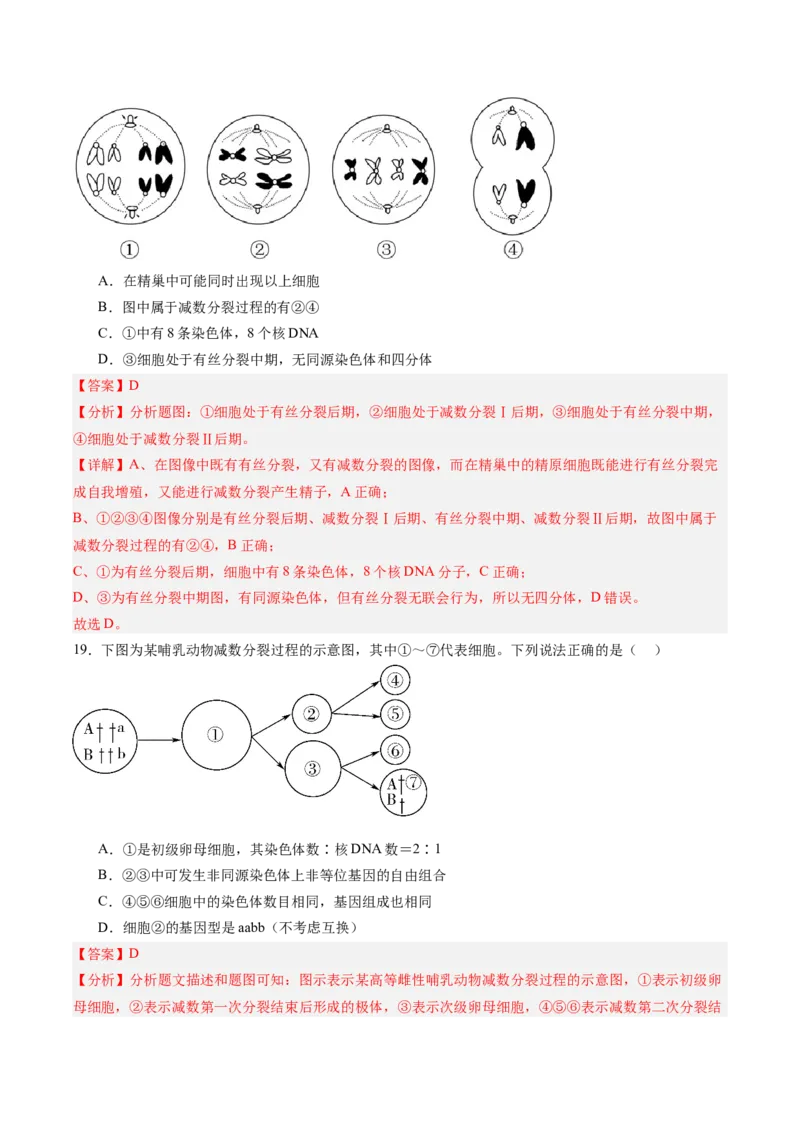 单元检测卷04细胞的生命历程（解析版）_新高考复习资料_2025年新高考资料_2025年高考生物一轮复习考点通关卷（新高考通用）
