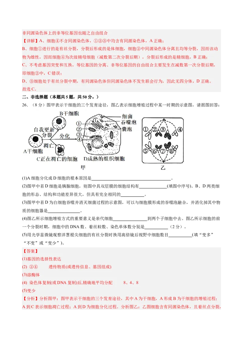 单元检测卷04细胞的生命历程（解析版）_新高考复习资料_2025年新高考资料_2025年高考生物一轮复习考点通关卷（新高考通用）