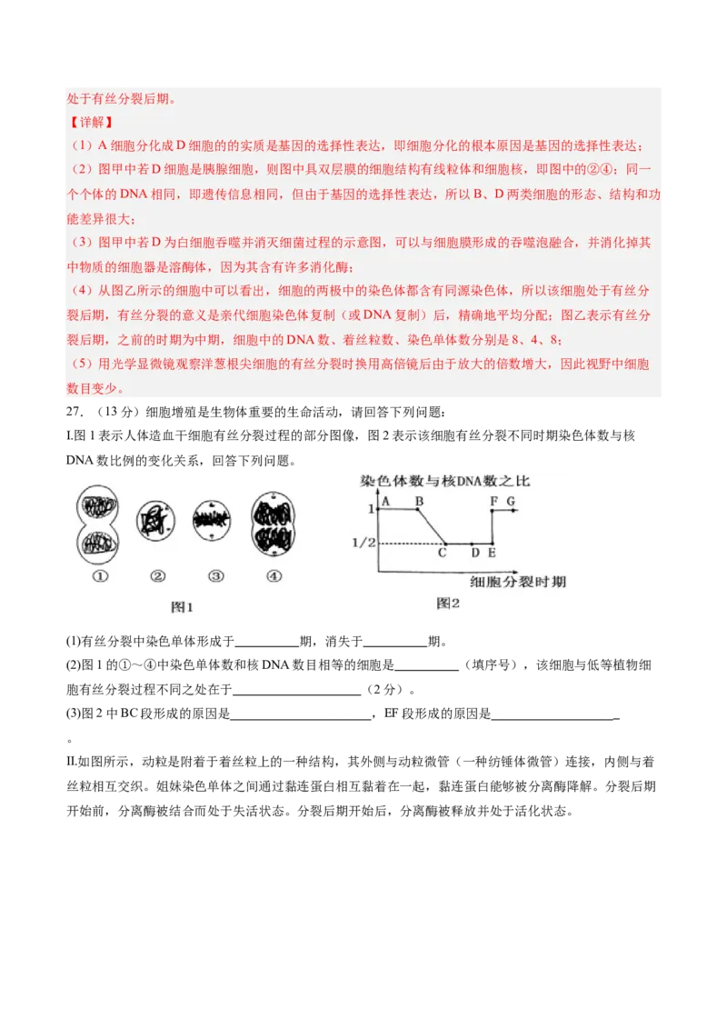 单元检测卷04细胞的生命历程（解析版）_新高考复习资料_2025年新高考资料_2025年高考生物一轮复习考点通关卷（新高考通用）
