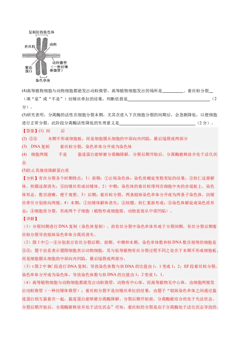 单元检测卷04细胞的生命历程（解析版）_新高考复习资料_2025年新高考资料_2025年高考生物一轮复习考点通关卷（新高考通用）