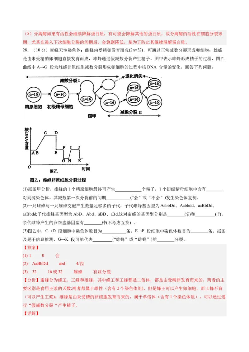 单元检测卷04细胞的生命历程（解析版）_新高考复习资料_2025年新高考资料_2025年高考生物一轮复习考点通关卷（新高考通用）