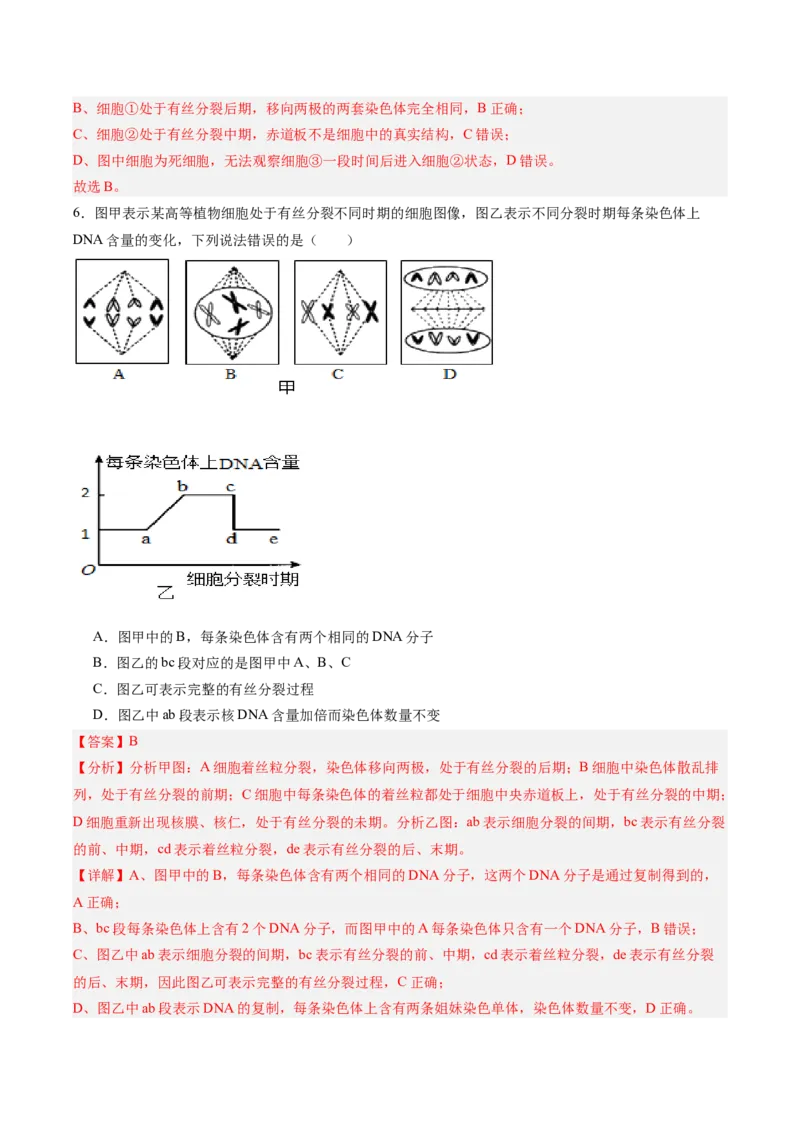 单元检测卷04细胞的生命历程（解析版）_新高考复习资料_2025年新高考资料_2025年高考生物一轮复习考点通关卷（新高考通用）