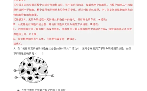 单元检测卷04细胞的生命历程（解析版）_新高考复习资料_2025年新高考资料_2025年高考生物一轮复习考点通关卷（新高考通用）