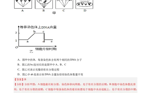 单元检测卷04细胞的生命历程（解析版）_新高考复习资料_2025年新高考资料_2025年高考生物一轮复习考点通关卷（新高考通用）