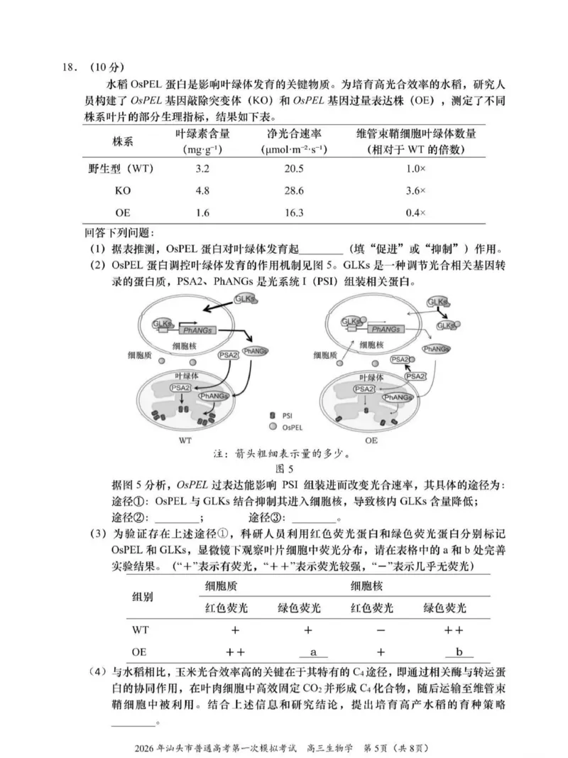 2026年汕头市普通高考第一次模拟考试生物_2024-2026高三（6-6月题库）_2026年03月高三试卷_260311广东省汕头市2026年普通高考第一次模拟考试（全科）
