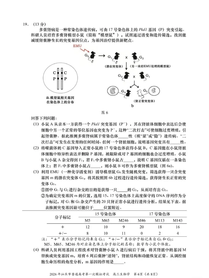 2026年汕头市普通高考第一次模拟考试生物_2024-2026高三（6-6月题库）_2026年03月高三试卷_260311广东省汕头市2026年普通高考第一次模拟考试（全科）