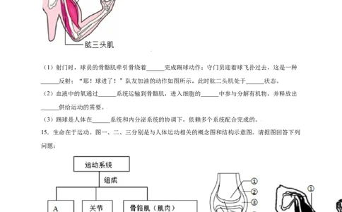 第五单元（第二章）动物的运动和行为（提分小卷）-（人教版）（原卷版）_初中全科电子版试卷练习试题_生物_生物8上练习_人教生物8年级上单元试卷48份