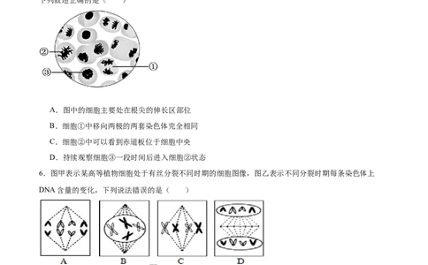 单元检测卷04细胞的生命历程（原卷版）_2025年新高考资料_一轮复习_2025年高考生物一轮复习考点通关卷（新高考通用）