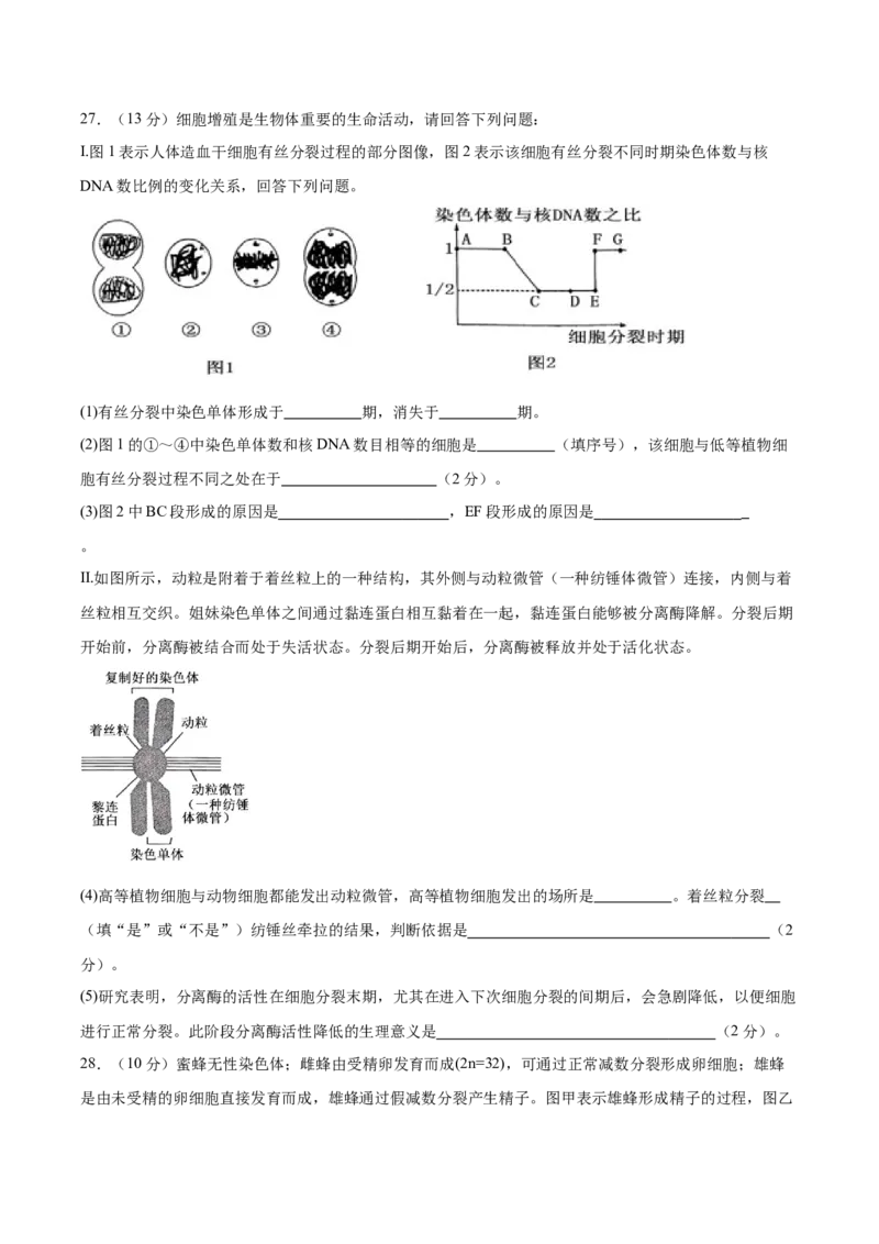 单元检测卷04细胞的生命历程（原卷版）_2025年新高考资料_一轮复习_2025年高考生物一轮复习考点通关卷（新高考通用）