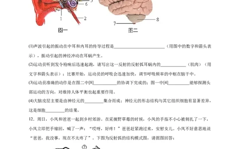 第六单元人体生命活动的调节（提分小卷）-单元测试（人教版）（原卷版）_初中全科电子版试卷练习试题_生物_生物人教版7下练习_人教生物7年级下单元试卷33份