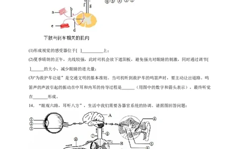 第六单元人体生命活动的调节（提分小卷）-单元测试（人教版）（原卷版）_初中全科电子版试卷练习试题_生物_生物人教版7下练习_人教生物7年级下单元试卷33份