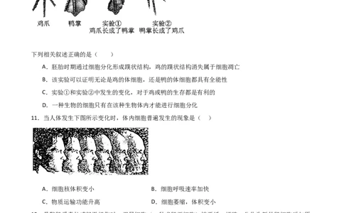 单元检测卷04细胞的生命历程（原卷版）_新高考复习资料_2024年新高考复习资料_一轮复习资料_完2024年高考生物一轮复习考点通关卷（新高考）_单元检测卷04细胞的生命历程