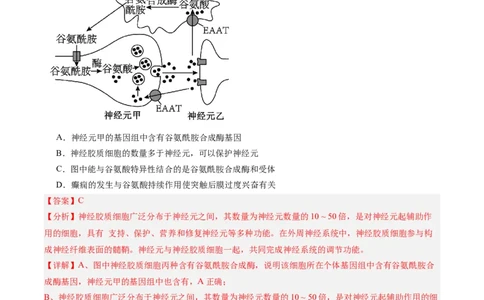 单元检测卷08稳态与调节（解析版）_2025年新高考资料_一轮复习_2025年高考生物一轮复习考点通关卷（新高考通用）
