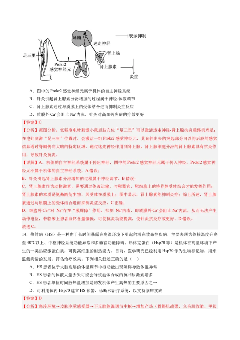 单元检测卷08稳态与调节（解析版）_2025年新高考资料_一轮复习_2025年高考生物一轮复习考点通关卷（新高考通用）