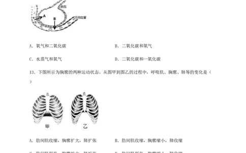第三章人体的呼吸（基础过关）-（人教版）（原卷版）_初中全科电子版试卷练习试题_生物_生物人教版7下练习_人教生物7年级下单元试卷33份