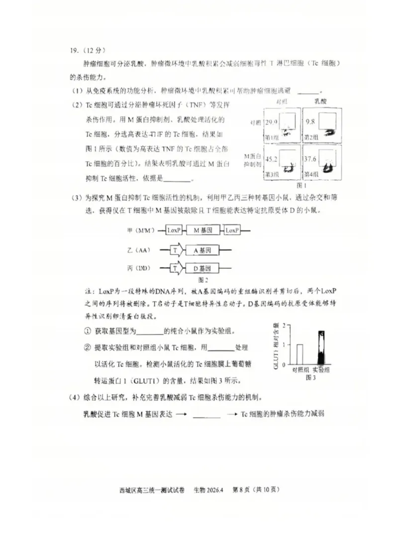 2026年北京西城区高三一模生物试卷及答案_2024-2026高三（6-6月题库）_2026年04月高三试卷_2604142026北京西城区高三一模（全科）