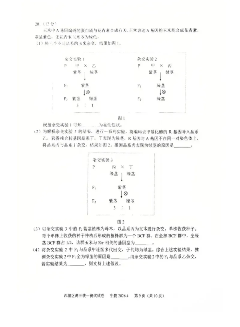 2026年北京西城区高三一模生物试卷及答案_2024-2026高三（6-6月题库）_2026年04月高三试卷_2604142026北京西城区高三一模（全科）