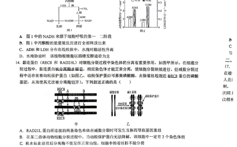 2026届高三揭阳二模生物试卷_2024-2026高三（6-6月题库）_2026年04月高三试卷_260428广东省揭阳市2025-2026学年度高三4月教学质量二模（全科）