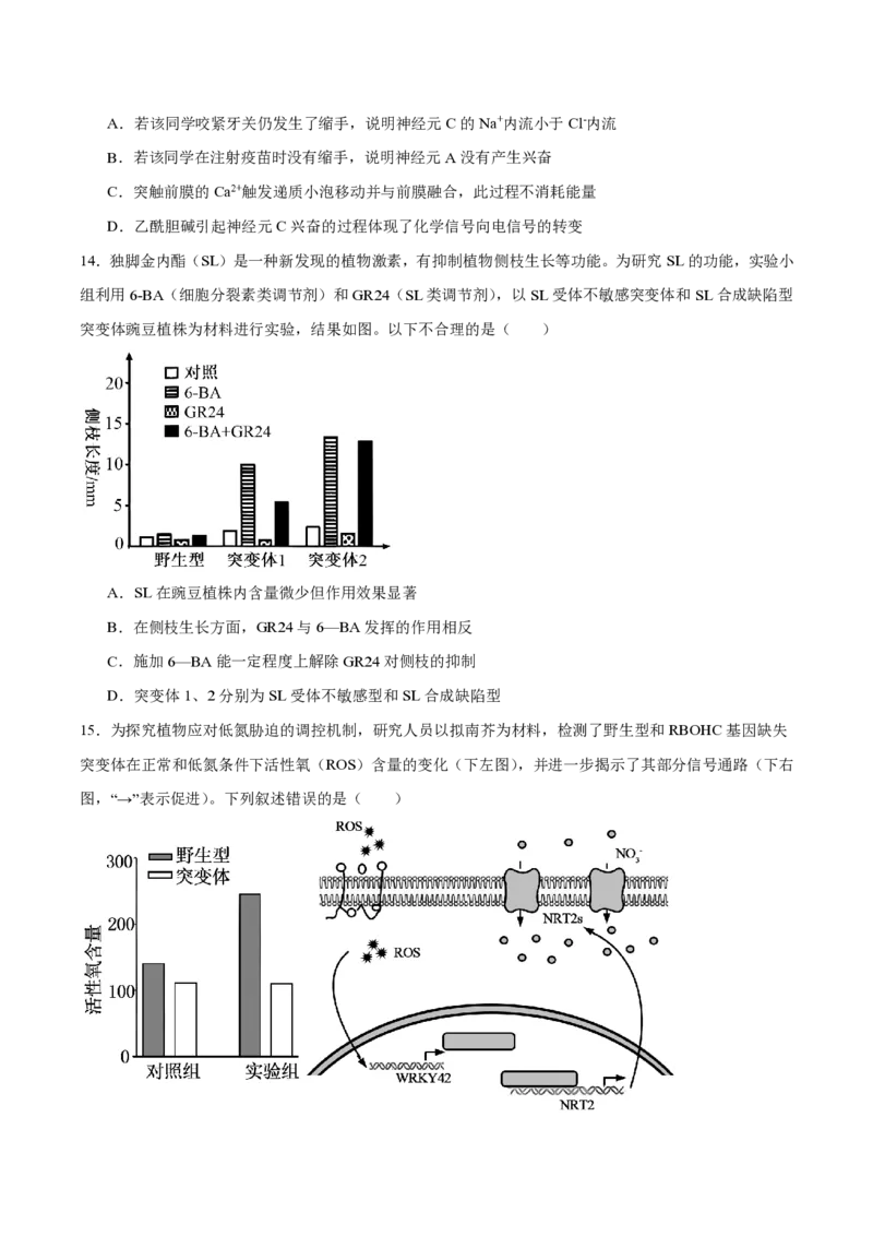 西北工业大学附属中学2026届高三下学期第十一次适应性训练生物试卷（含答案）_2024-2026高三（6-6月题库）_2026年04月高三试卷