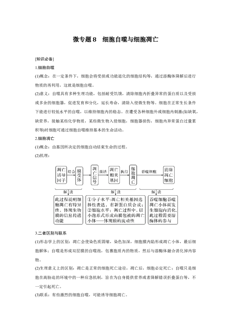 微专题8　细胞自噬与细胞凋亡_新高考复习资料_2023年新高考复习资料_一轮复习_2023年新高考大一轮复习讲义_2023年高考生物一轮复习讲义（新人教新高考）_赠补充习题
