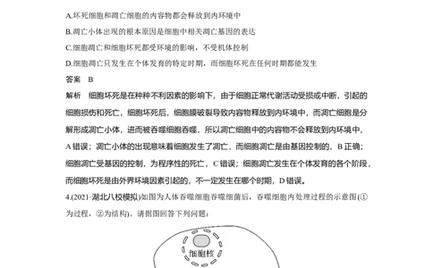 微专题8　细胞自噬与细胞凋亡_新高考复习资料_2023年新高考复习资料_一轮复习_2023年新高考大一轮复习讲义_2023年高考生物一轮复习讲义（新人教新高考）_赠补充习题