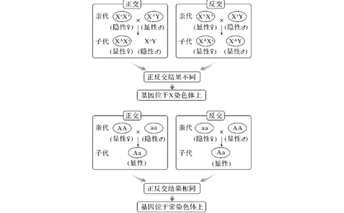 微专题11　基因定位的遗传实验设计_新高考复习资料_2023年新高考复习资料_一轮复习_2023年新高考大一轮复习讲义_2023年高考生物一轮复习讲义（新人教新高考）_赠补充习题