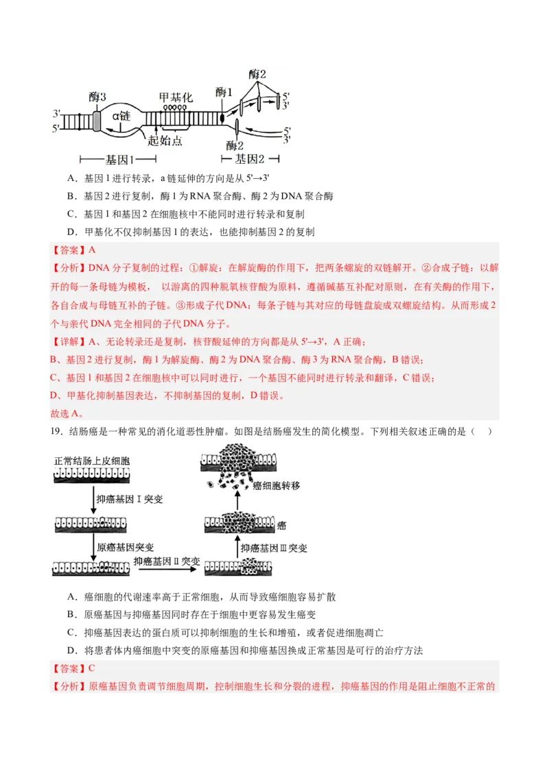 必修2模板检测卷（解析版）_2025年新高考资料_一轮复习_2025年高考生物一轮复习考点通关卷（新高考通用）_必修2模板检测卷-2025年高考生物一轮复习考点通关卷（新高考通用）