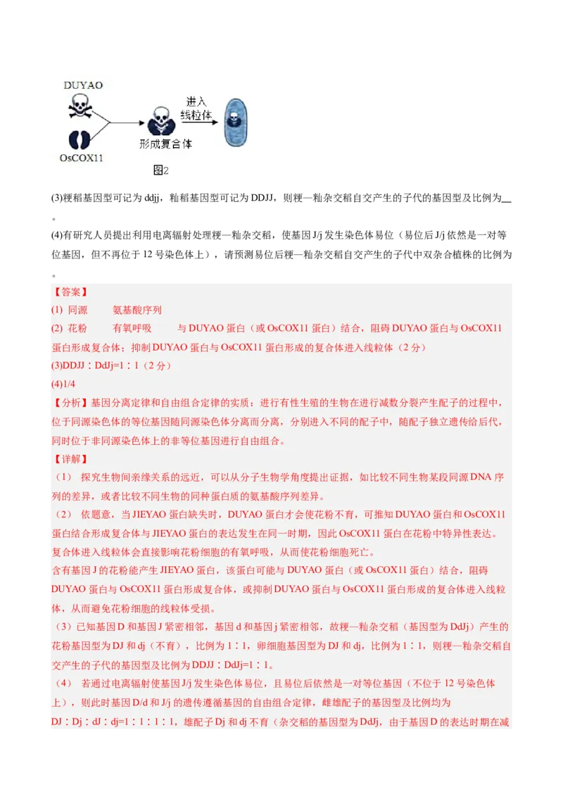 必修2模板检测卷（解析版）_2025年新高考资料_一轮复习_2025年高考生物一轮复习考点通关卷（新高考通用）_必修2模板检测卷-2025年高考生物一轮复习考点通关卷（新高考通用）