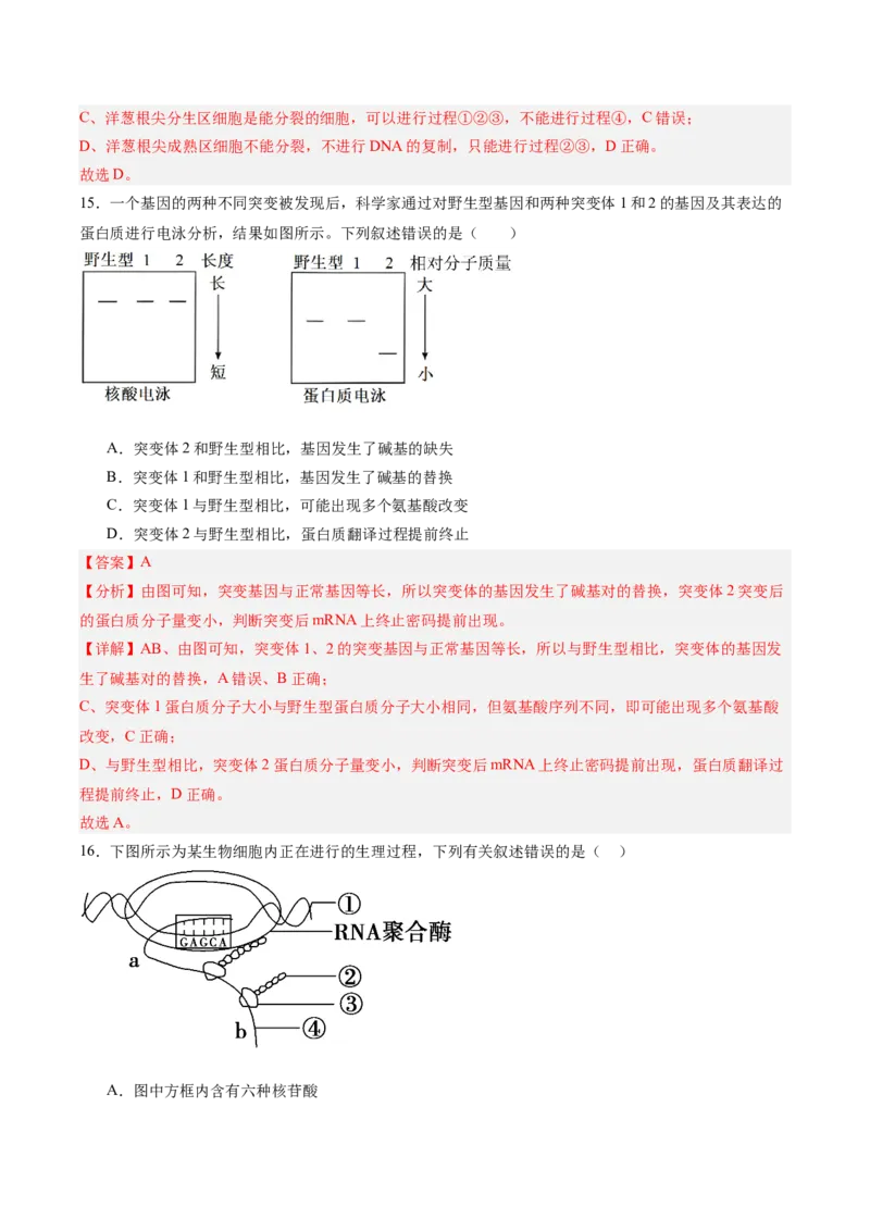 必修2模板检测卷（解析版）_2025年新高考资料_一轮复习_2025年高考生物一轮复习考点通关卷（新高考通用）_必修2模板检测卷-2025年高考生物一轮复习考点通关卷（新高考通用）