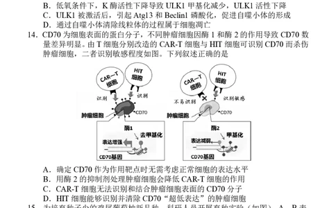 福州市2026届高中毕业班4月适应性练习生物_2024-2026高三（6-6月题库）_2026年04月高三试卷_260412福州市2026届高中毕业班4月适应性练习（全科）