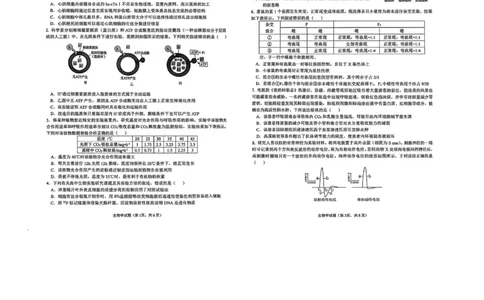 安徽省铜陵、黄山、宣城（三市二模）2026届高三4月份质量检测（全）-生物试题_2024-2026高三（6-6月题库）_2026年04月高三试卷