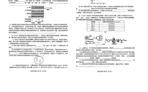 安徽省铜陵、黄山、宣城（三市二模）2026届高三4月份质量检测（全）-生物试题_2024-2026高三（6-6月题库）_2026年04月高三试卷