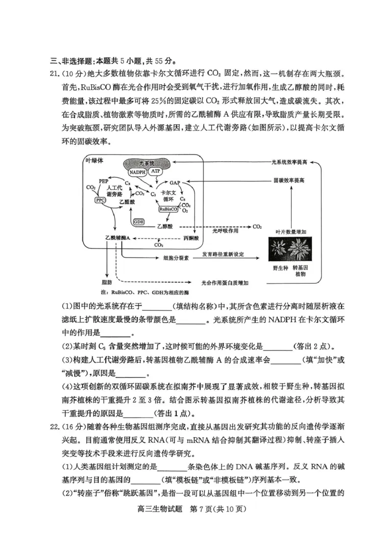 山东省枣庄市2026高三第二次调研考试生物试卷（扫描版，无答案）_2024-2026高三（6-6月题库）_2026年03月高三试卷_260329山东省枣庄市2026届高三3月模拟考试（二调）（全科）_生物