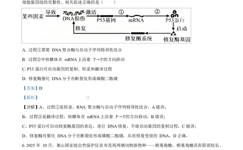 河北衡水市桃城区河北衡水中学2025-2026学年度高三年级下学期综合素质评价三生物学科Word版含解析_2024-2026高三（6-6月题库）_2026年04月高三试卷