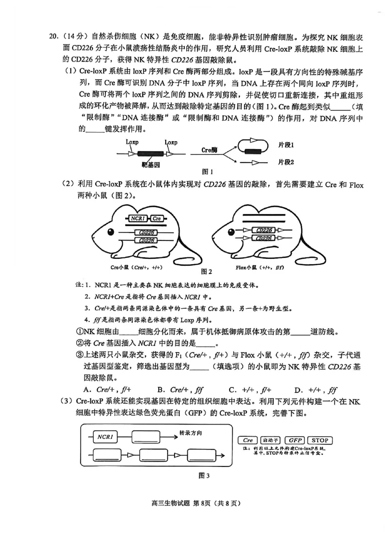 生物试卷2026届泉州市高中毕业班质量检测（二）生物试题_2024-2026高三（6-6月题库）_2026年02月高三试卷_260203福建省泉州市2026届普通高中毕业班质量监测（二）（全科）