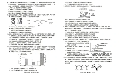 云南省2026届高三下学期4月联考（26-338C）生物_2024-2026高三（6-6月题库）_2026年04月高三试卷_260427金太阳&middot;云南省2026届高三下学期4月联考（26-338C）（全科）
