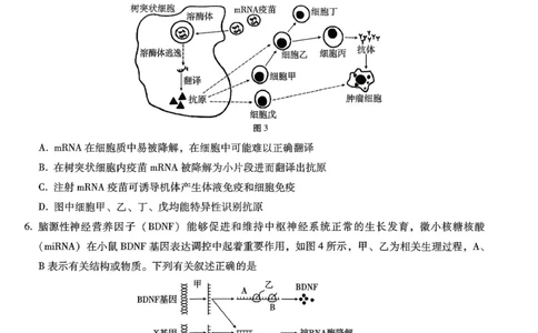 巴蜀中学2026届高考适应性月考卷（七）生物_2024-2026高三（6-6月题库）_2026年03月高三试卷_260324重庆市巴蜀中学2026届高考适应性月考卷（七）（全科）