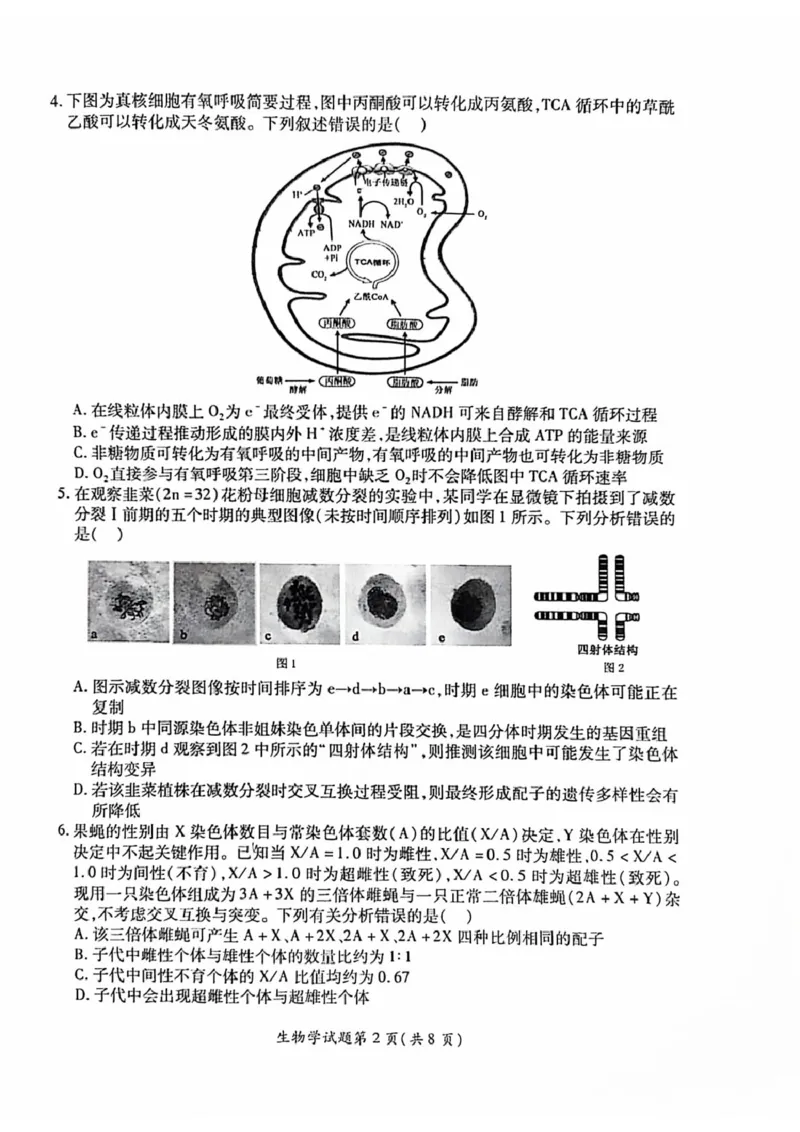 安徽淮北市2026届高三下学期第二次质量检测生物试卷（含解析）_2024-2026高三（6-6月题库）_2026年04月高三试卷_260422安徽淮北市2026届高三下学期第二次质量检测
