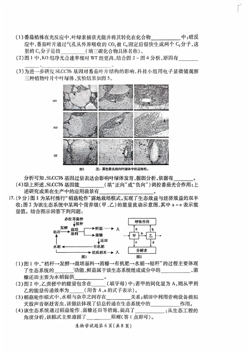 安徽淮北市2026届高三下学期第二次质量检测生物试卷（含解析）_2024-2026高三（6-6月题库）_2026年04月高三试卷_260422安徽淮北市2026届高三下学期第二次质量检测