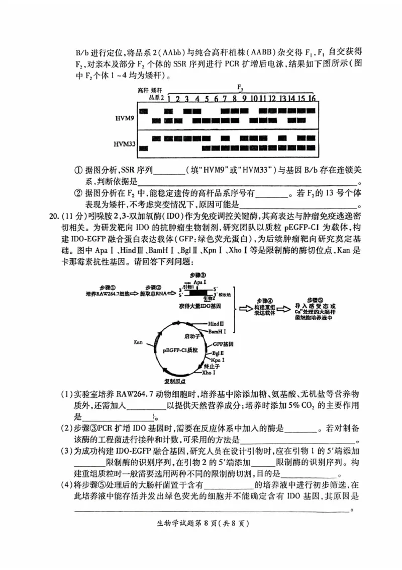 安徽淮北市2026届高三下学期第二次质量检测生物试卷（含解析）_2024-2026高三（6-6月题库）_2026年04月高三试卷_260422安徽淮北市2026届高三下学期第二次质量检测