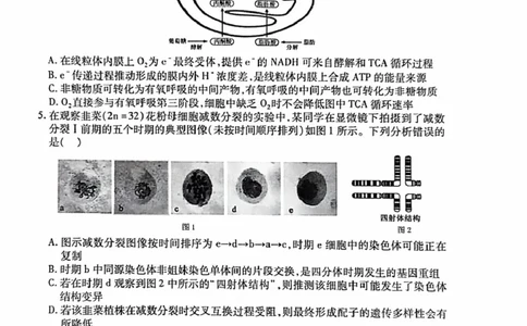 安徽淮北市2026届高三下学期第二次质量检测生物试卷（含解析）_2024-2026高三（6-6月题库）_2026年04月高三试卷_260422安徽淮北市2026届高三下学期第二次质量检测