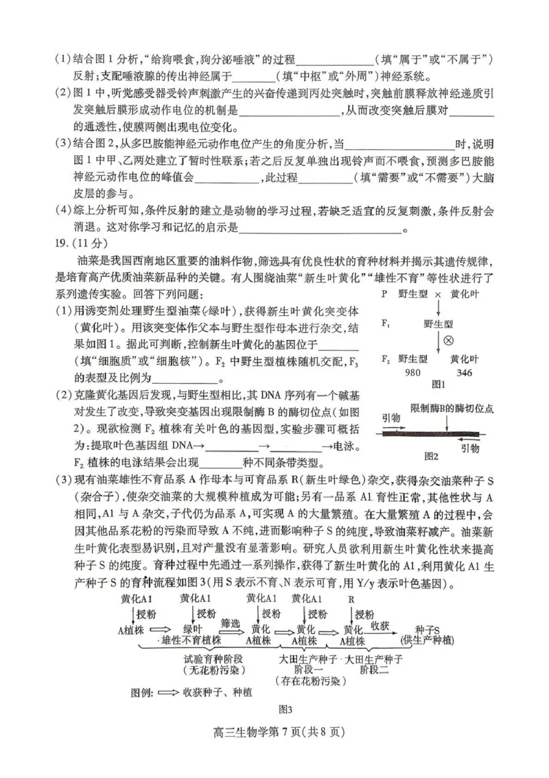 内江市高2026届适应性训练试题生物_2024-2026高三（6-6月题库）_2026年04月高三试卷_260427四川省内江市高2026届适应性训练试题（内江三模）（全科）
