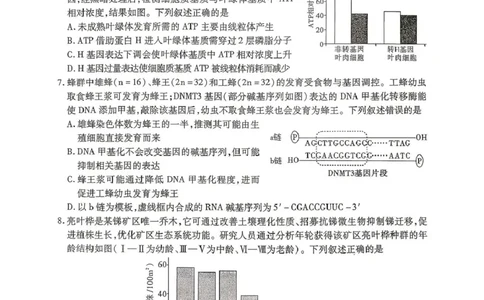 内江市高2026届适应性训练试题生物_2024-2026高三（6-6月题库）_2026年04月高三试卷_260427四川省内江市高2026届适应性训练试题（内江三模）（全科）