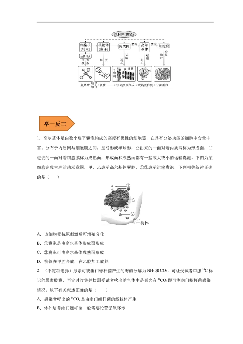 易错点04细胞的结构与功能-备战2023年高考生物考试易错题（新教材新高考）_新高考复习资料_2023年新高考复习资料_专项复习_备战2023年高考生物考试易错题（新教材新高考）