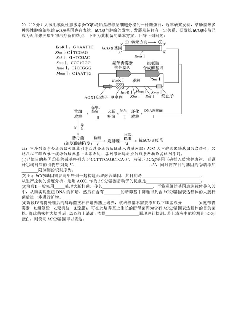 成都市第七中学2025&mdash;2026学年度下期高2026届开学考试生物_2024-2026高三（6-6月题库）_2026年03月高三试卷_260302四川省成都市第七中学2025&mdash;2026学年度下期高2026届开学考试（全科）