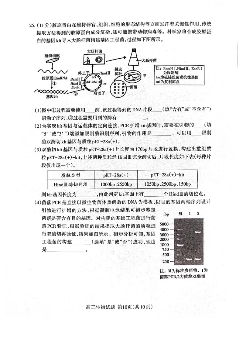 生物试题_2024-2026高三（6-6月题库）_2026年04月高三试卷_260418山东省泰安市2026年高三二模考试（全科）_山东省泰安市2026年高三二模考试生物试题