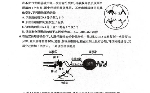 生物试题_2024-2026高三（6-6月题库）_2026年04月高三试卷_260418山东省泰安市2026年高三二模考试（全科）_山东省泰安市2026年高三二模考试生物试题